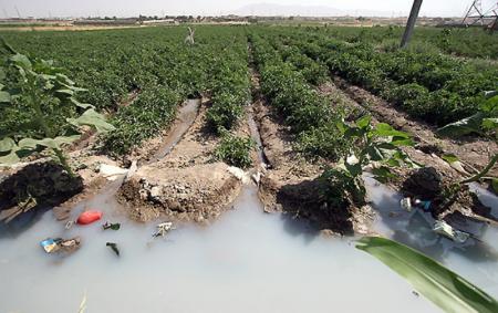 در صورت تکرار کشت محصولات کشاورزی با آب‌های آلوده در جنوب تهران متخلفان به دستگاه قضایی معرفی می‌شوند